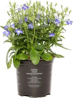 Lobelia (Lobelia) D 10,5 H 20 cm