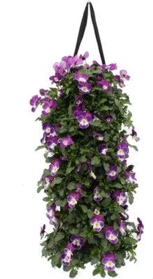 Wandhanger met Hoornviool mix (Viola cornuta) 50 x 20 cm