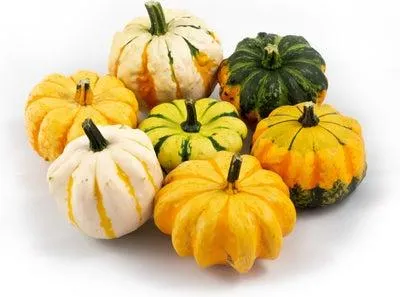 Sierkalebas (Cucurbita 'Daisy Gourd') D 8 cm