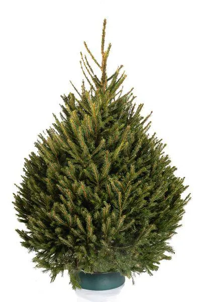 Fijnspar (Picea abies) gezaagd 250-300 cm