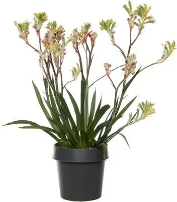 Kangoeroepoot (Anigozanthos) oranje D 14 H 40 cm