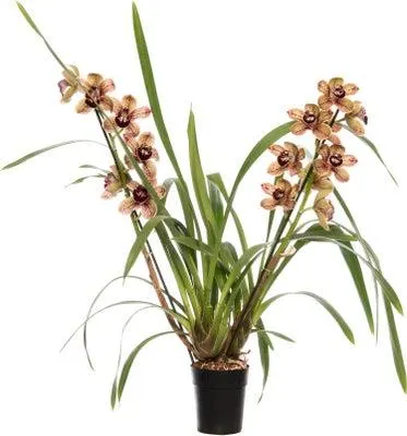 Aardorchidee (Cymbidium bruin 3-4 tak) D 14 H 80 cm