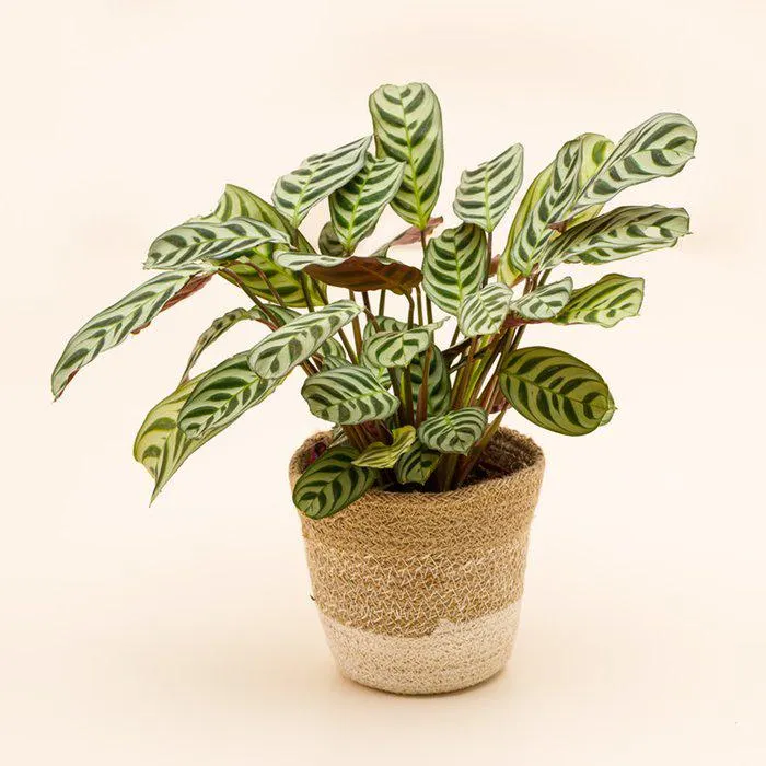 Visgraat plant | Incl mand