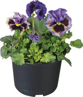 Krulviool (Viola 'Frizzle Sizzle') D 13 H 15 cm