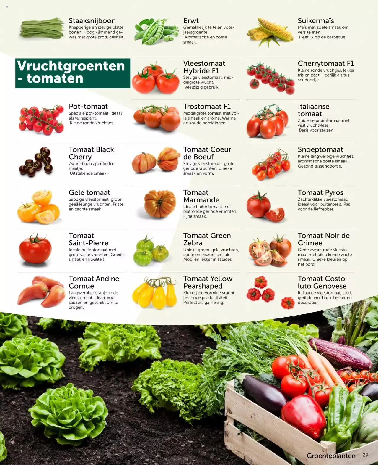 Aveve groente- en kruidengids van 31 december tot 31 december 2023 - folder pagina 29