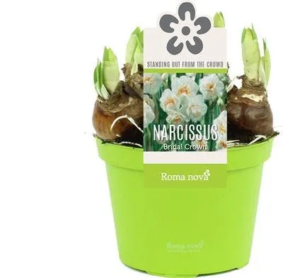 Narcis (Narcissus 'Bridal Crown') D 12 H 14 cm
