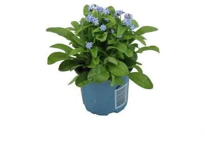Vergeet-mij-nietje (Myosotis sylvestris 'Mon Amie') blauw D 10,5 H 25 cm