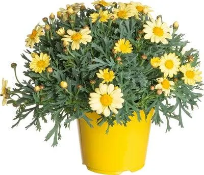 Struikmargriet (Argyranthemum frutescens) geel D 14 H 25 cm