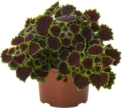 Siernetel (Coleus 'Great Falls Niagara') D 23 H 25 cm
