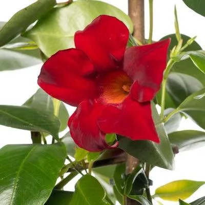Mandevilla (Dipladenia 'Sundaville Red') D 13 H 20 cm