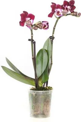 Mini Vlinderorchidee 2 tak (Phalaenopsis) rood D 6 H 17 cm