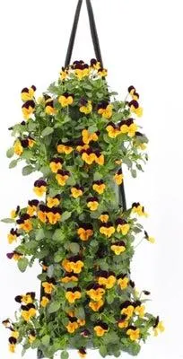 Wandhanger met Hoornviool (Viola cornuta 'Jump Up') 50 x 20 cm
