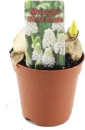 Wit druifje (Muscari armeniacum 'White Magic') D 5 H 10 cm