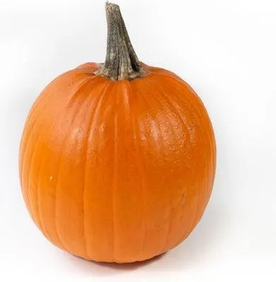 Sierkalebas (Cucurbita 'Halloween XXL') D 35 cm