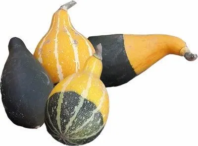 Sierkalebas (Cucurbita 'Pear Bicolor') D 10 cm