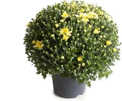 Bolchrysant (Chrysanthemum) geel D 19 H 45 cm