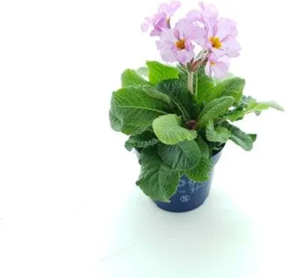 Sleutelbloem (Primula elatior ´Stella Lavender´) D 12 H 25 cm