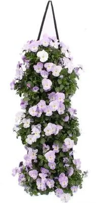 Wandhanger met Hoornviool (Viola cornuta 'Pink Lavender') 50 x 20 cm