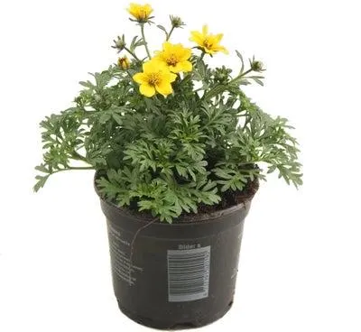 Tandzaad (Bidens) D 10,5 H 20 cm