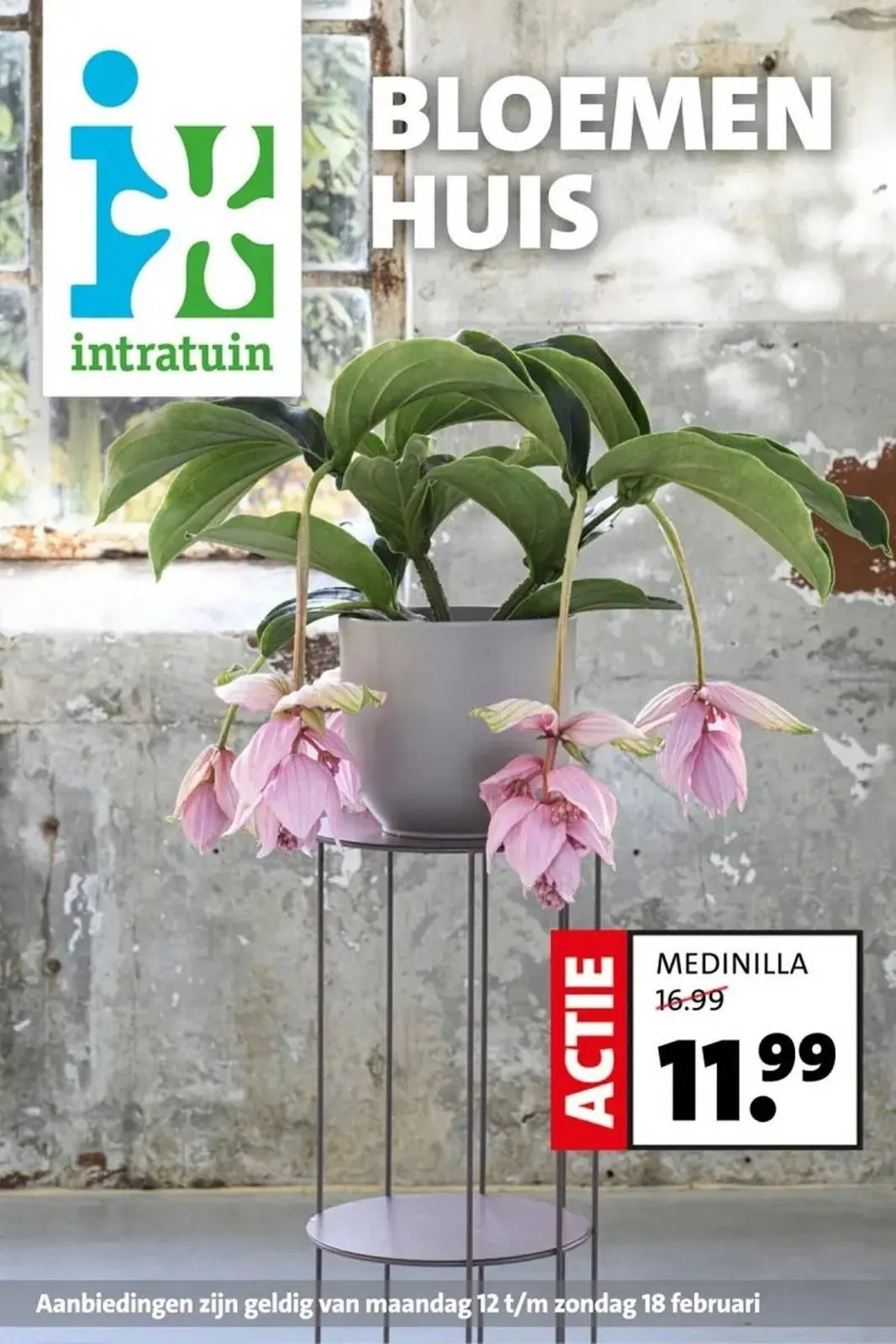 Intratuin folder tot 18.02.2024 van 15 februari tot 18 februari 2024 - folder pagina 