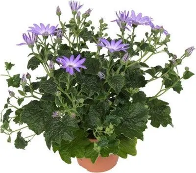 Kruiskruid (Senecio 'Senetti Lavender') D 15 H 38 cm