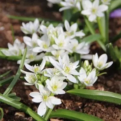 Gewone vogelmelk (Ornithogalum umbellatum) D 11 H 15 cm