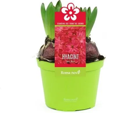 Hyacint (Hyacint 'Jan Bos') D 12 H 12 cm