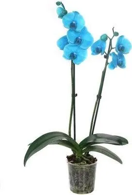 Vlinderorchidee 2 tak (Phalaenopsis 'Royal Blue') D 12 H 55 cm