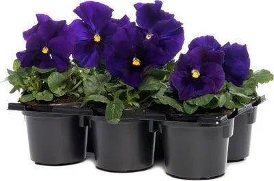 Viooltje (Viola F1) sixpack blauw met oog D 9 H 10 cm