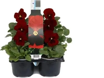 Viooltje (Viola F1) sixpack rood met oog D 9 H 10 cm