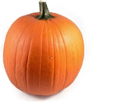 Sierkalebas (Cucurbita 'Oranje Halloween') D 30 cm