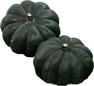 Pompoen (Cucurbita 'Black kat') D 20 cm