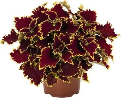 Siernetel (Coleus 'Stained Glassworks Crown Jewel') D 23 H 25 cm