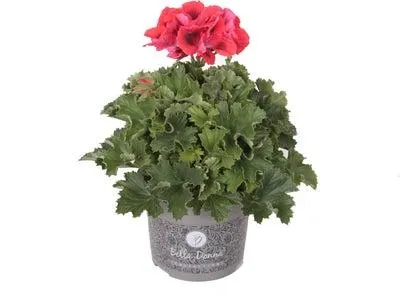 Franse Geranium (Pelargonium grandiflorum) D 12 H 15 cm