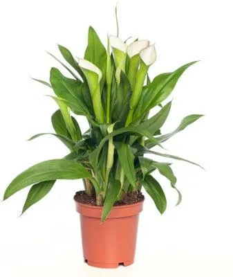 Aronskelk (Zantedeschia 'Crystal Blush') D 11 H 30 cm