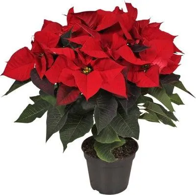 Kerstster (Euphorbia pulcherrima) rood D 19 H 50 cm