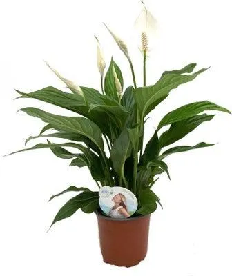 Lepelplant (Spathiphyllum 'Sweet Silvio') D 14 H 60 cm