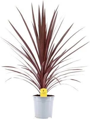 Geluksplant (Cordyline australis 'Red Star') D 21 H 90 cm