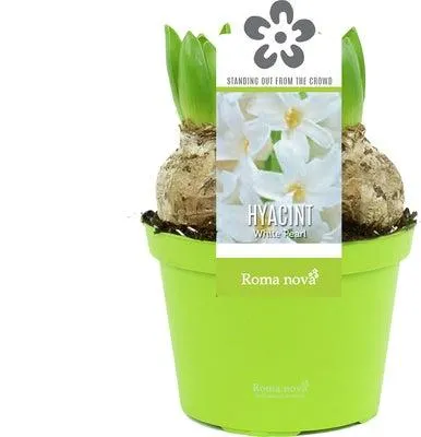 Hyacint (Hyacint 'White Pearl') D 12 H 12 cm