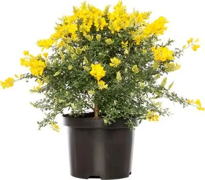 Kamerbrem (Cytisus racemosus) D 13 H 25 cm
