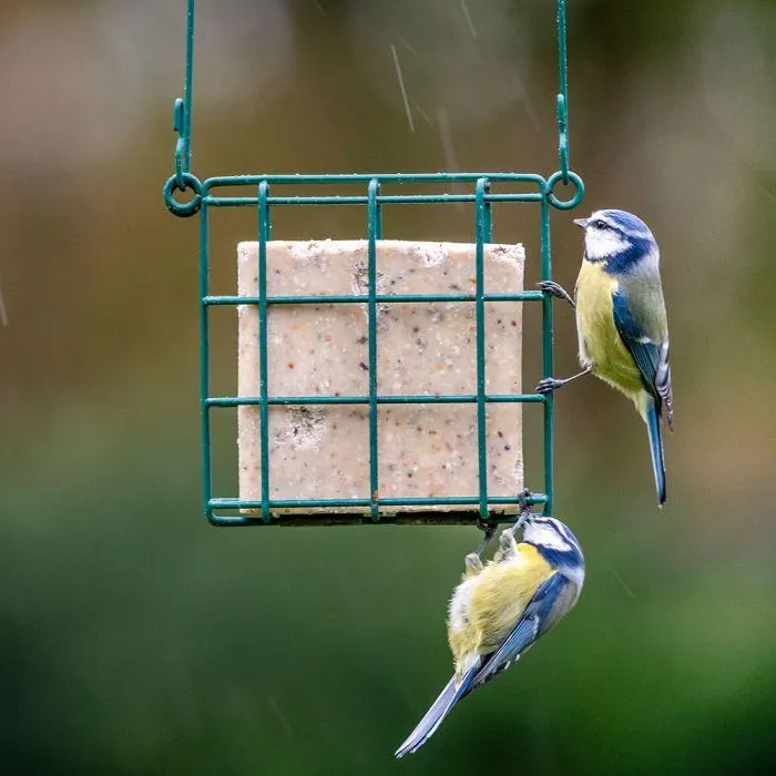 10 vetblokken met zadenmix - met gratis houder