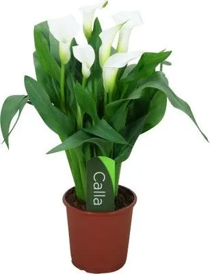 Aronskelk (Zantedeschia 'Captain Fresco') wit D 13 H 40 cm