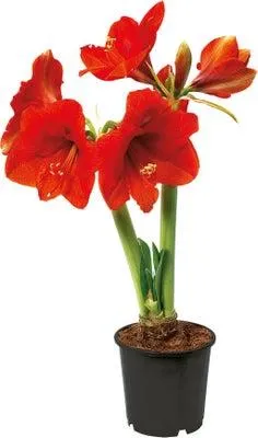 Amaryllis (Hippeastrum 'Royal Red') D 14 H 25 cm