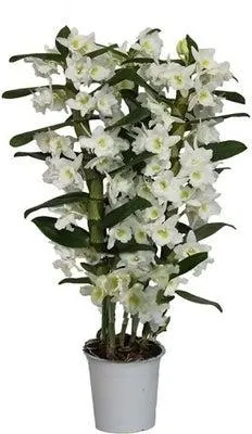 Bamboe orchidee (Dendrobium nobile 'Star Class Apollon') D 12 H 40 cm
