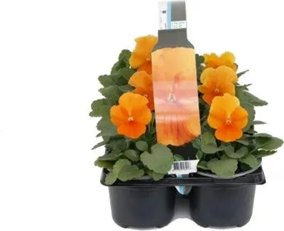 Viooltje (Viola F1) sixpack oranje D 9 H 10 cm