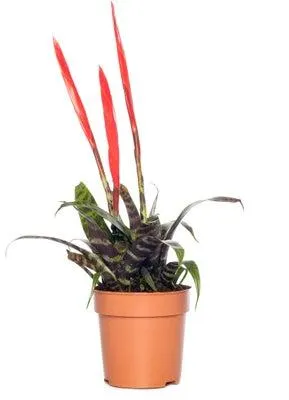 Vriesea (Vriesea 'Era Triplo') D 12 H 45 cm