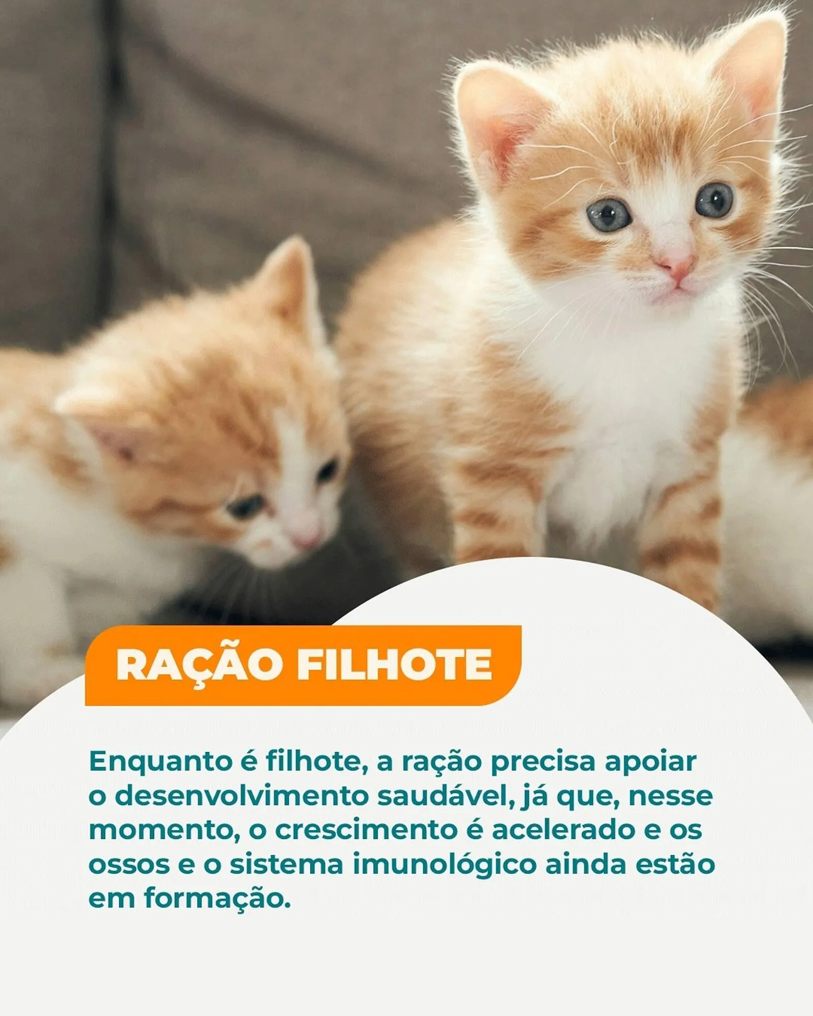 Encarte de Catálogo Cobasi 25 de fevereiro até 28 de fevereiro 2026 - Pagina 3