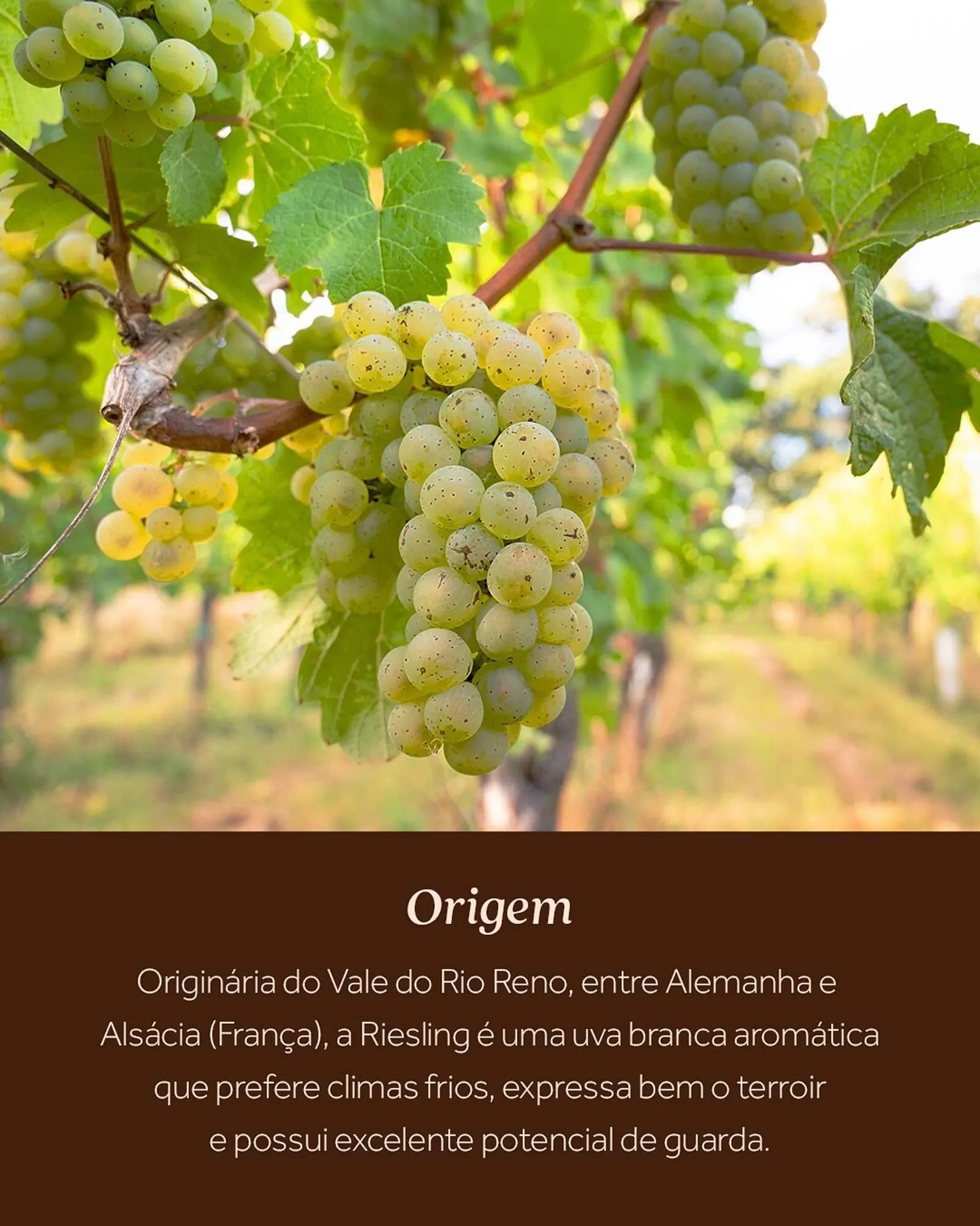 Encarte de Encarte Festval 13 de março até 31 de março 2026 - Pagina 3