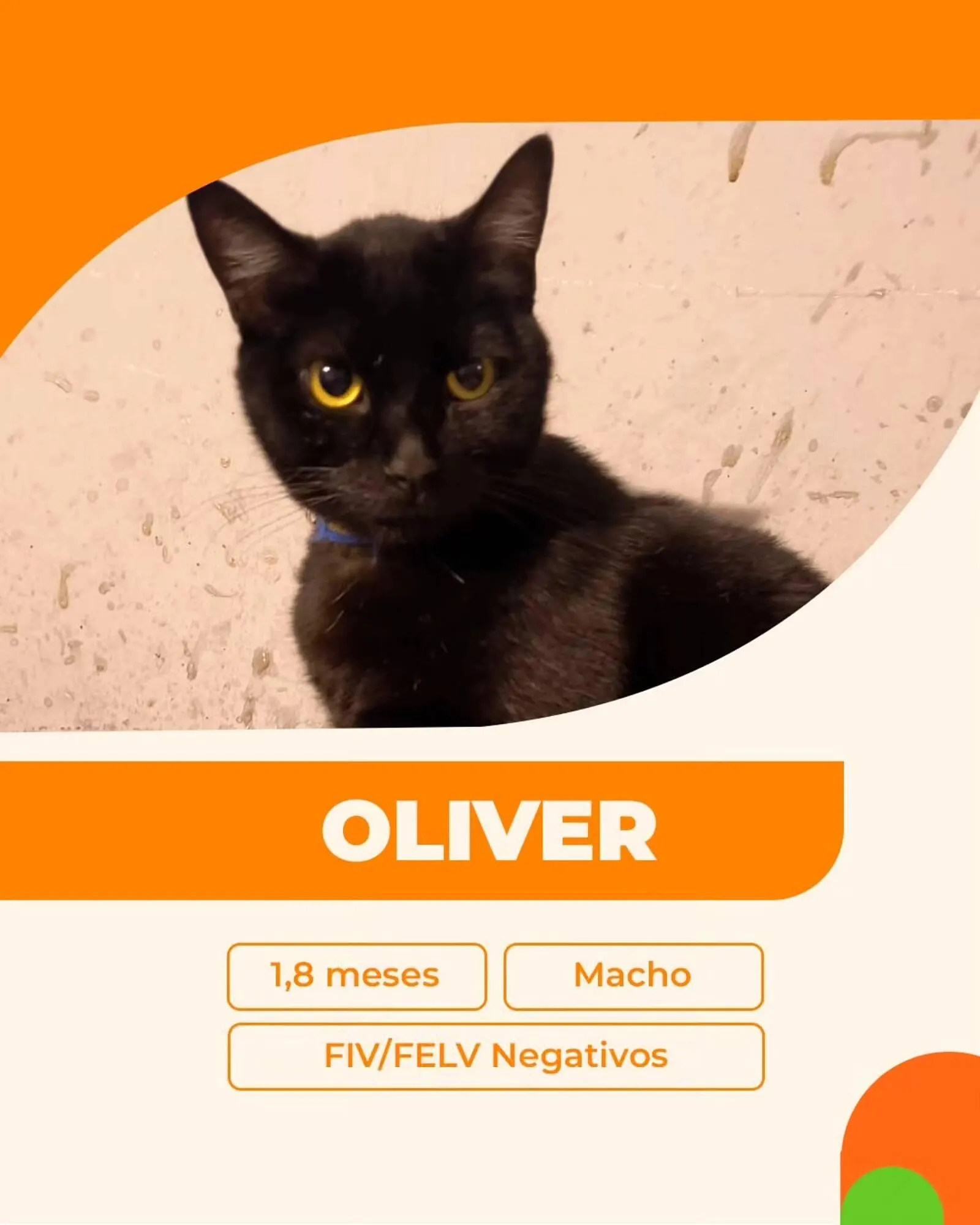 Encarte de Catálogo Cobasi 27 de outubro até 31 de outubro 2025 - Pagina 4