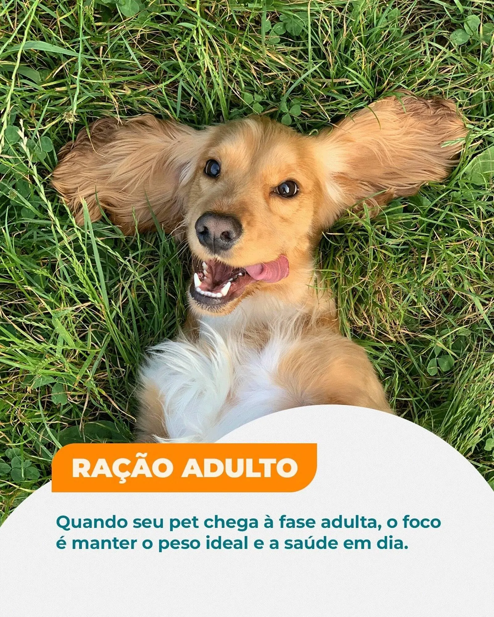 Encarte de Catálogo Cobasi 25 de fevereiro até 28 de fevereiro 2026 - Pagina 5